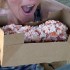 CroppedLobster2 CroppedLobster2